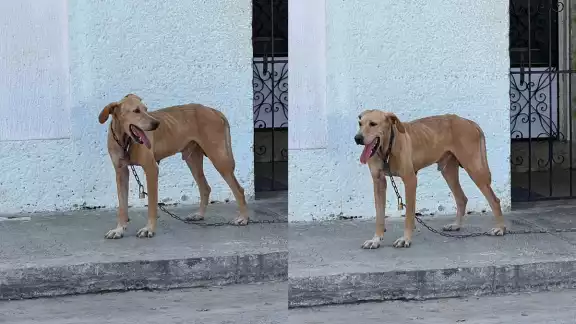 Reportan perro encadenado y desnutrido en la colonia Carmelo; piden intervención de la Fiscalía Ambiental