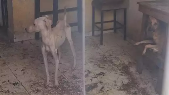 La FGE reiteró su compromiso con la protección y el bienestar animal La FGE reiteró su compromiso con la protección y el bienestar animal