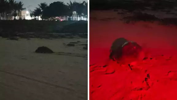 Voluntarios y Autoridades Salvan Nido de Tortuga en Peligro Crítico