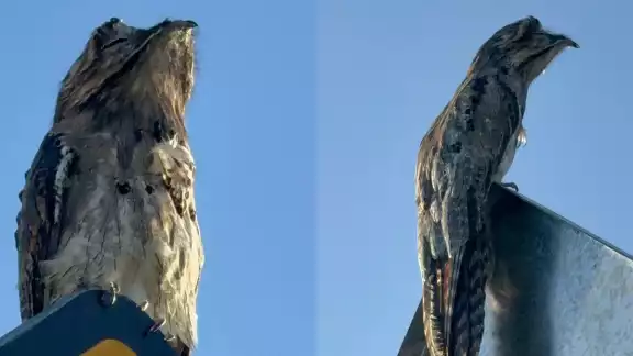 Aunque el ave también es conocida como tapacaminos, en realidad se trata de especies distintas Aunque el ave también es conocida como tapacaminos, en realidad se trata de especies distintas