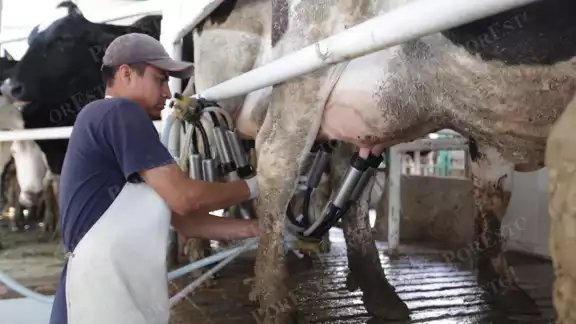 Leche para el Bienestar: una planta que nutre al Sureste Leche para el Bienestar: una planta que nutre al Sureste