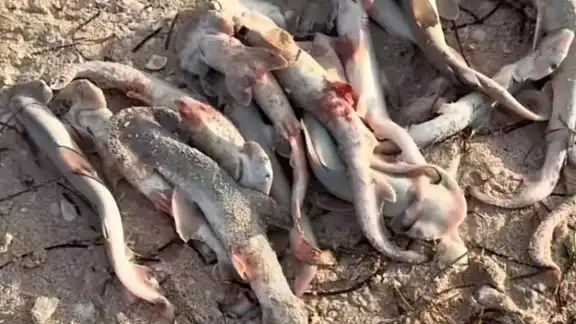 Crías muertas de tiburón cabeza de pala continúan apareciendo en las playas de Progreso Crías muertas de tiburón cabeza de pala continúan apareciendo en las playas de Progreso