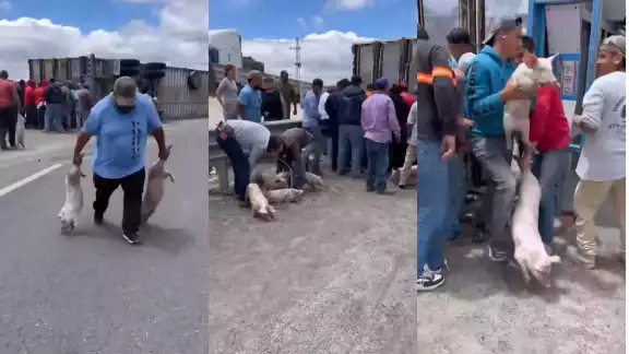 Un tráiler que transportaba cerdos volcó en la carretera Matehuala–Libramiento en San Luis Potosí. Un tráiler que transportaba cerdos volcó en la carretera Matehuala–Libramiento en San Luis Potosí.