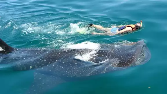 Se registra el arribo de tiburones ballena a la plataforma continental del Oriente de Yucatán Se registra el arribo de tiburones ballena a la plataforma continental del Oriente de Yucatán