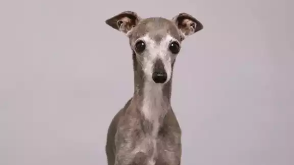 Murió “Tika the Iggy”, la perrita que enamoró a las marcas y a los usuarios de redes sociales