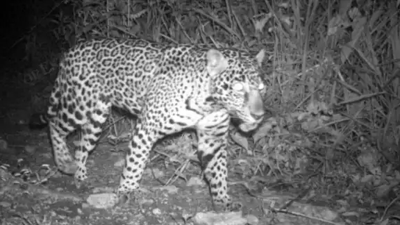 Cifras de jaguares en disputa; expertos cuestionan conteo