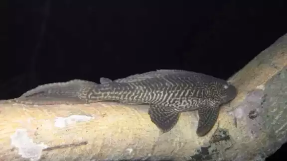 Alerta de riesgo ambiental en Bacalar ante la temporada de reproducción de pez diablo, aseguran que pone en peligro a las especies nativas