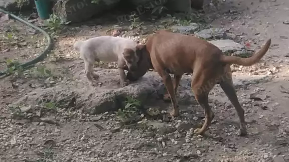 Vecinos denuncian abandono y envenenamiento de perros en Sabancuy