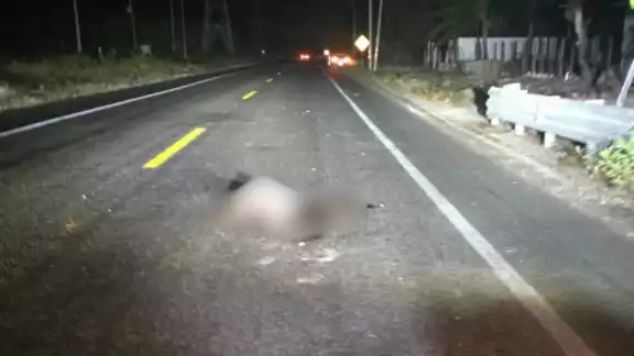 Ambientalistas alertan sobre el peligro que representa el tránsito vehicular. Ambientalistas alertan sobre el peligro que representa el tránsito vehicular.