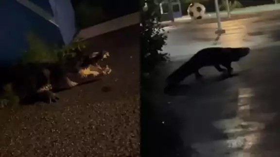 La presencia de cocodirlos en entornos urbanos aumenta con las lluvias