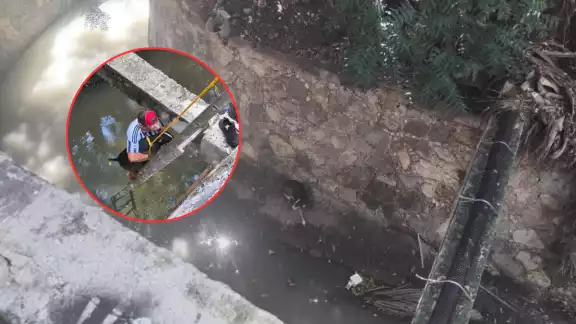 Emotivo rescate en Campeche: “Mufasa” sobrevive a caída en una zanja