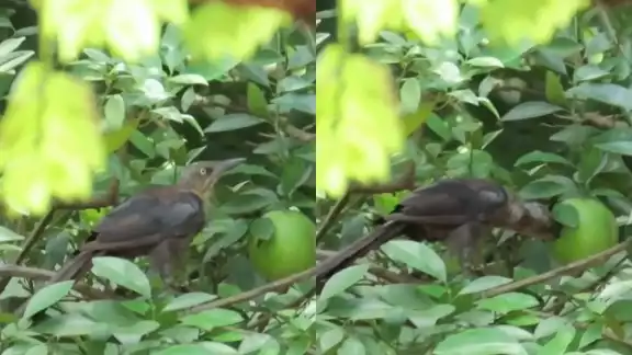 El kau o zanate no es especie nativa de la Península de Yucatán