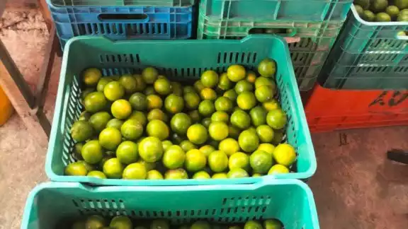 Caída drástica en el precio del limón por sobreproducción