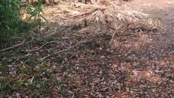 ¿Cómo afecta la sequía prolongada a los ganaderos de Sabancuy? ¿Cómo afecta la sequía prolongada a los ganaderos de Sabancuy?
