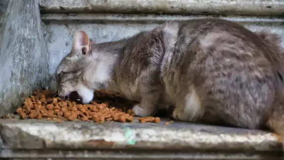 Vecinos piden justicia tras hallazgo de gatos muertos en calles de Laureles Vecinos piden justicia tras hallazgo de gatos muertos en calles de Laureles