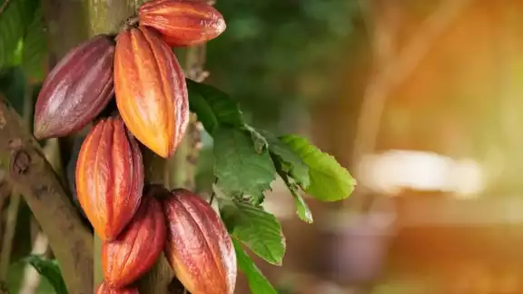 Agricultores de la Ribera del Río Hondo reforestan cultivos de cacao Agricultores de la Ribera del Río Hondo reforestan cultivos de cacao