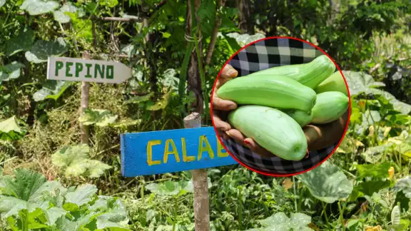 Dos mujeres de Champotón lideran el Huerto Agroecológico “La Bendición”, ejemplo de soberanía alimentaria. Dos mujeres de Champotón lideran el Huerto Agroecológico “La Bendición”, ejemplo de soberanía alimentaria.