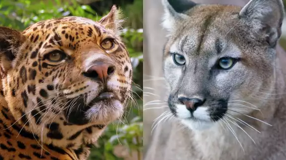 El jaguar y el puma son los felinos más grandes del Continente Americano El jaguar y el puma son los felinos más grandes del Continente Americano