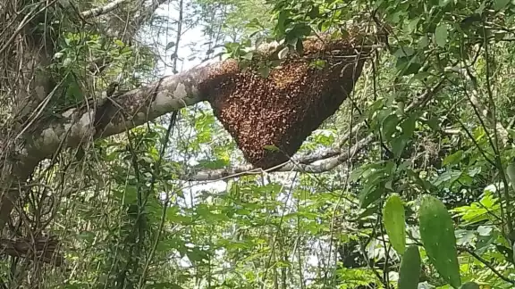 Comunidades de la Ribera del Río Hondo reportan gran cantidad de panal de abejas Comunidades de la Ribera del Río Hondo reportan gran cantidad de panal de abejas