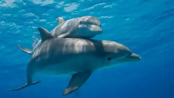Científicos han detectado fentanilo y otras drogas en docenas de delfines del Golfo de México Científicos han detectado fentanilo y otras drogas en docenas de delfines del Golfo de México