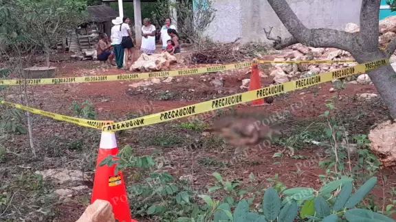 Crimen contra un lomito conmociona Campeche: agresor podría ser detenido Crimen contra un lomito conmociona Campeche: agresor podría ser detenido