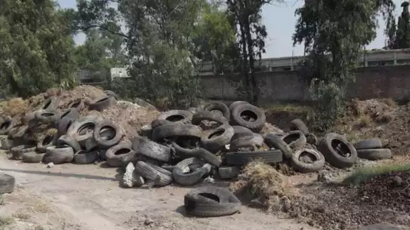 Ciudadanos denuncian el aumento de tiraderos de neumáticos viejos en Chetumal, ya que representan riesgos sanitarios Ciudadanos denuncian el aumento de tiraderos de neumáticos viejos en Chetumal, ya que representan riesgos sanitarios