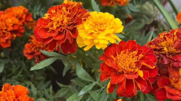 Existen diferentes formas de darle una segunda vida, al cempasúchil y así continuar honrando su relevancia cultural y simbólica