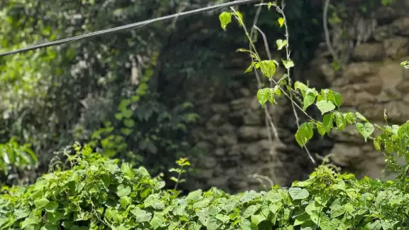 Piden dar mantenimiento a cableado eléctrico en Ribera del Río Hondo Piden dar mantenimiento a cableado eléctrico en Ribera del Río Hondo