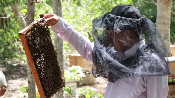 La Secretaría de Salud reporta 86 ataques de abejas en lo que va del año, seis más que en 2024. La Secretaría de Salud reporta 86 ataques de abejas en lo que va del año, seis más que en 2024.