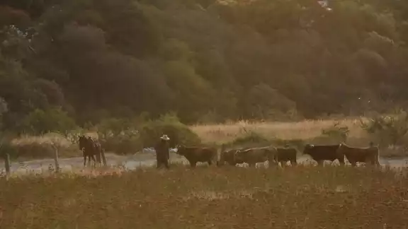 El cierre fronterizo afecta la exportación de ganado en pie, bisontes y equinos mexicanos El cierre fronterizo afecta la exportación de ganado en pie, bisontes y equinos mexicanos