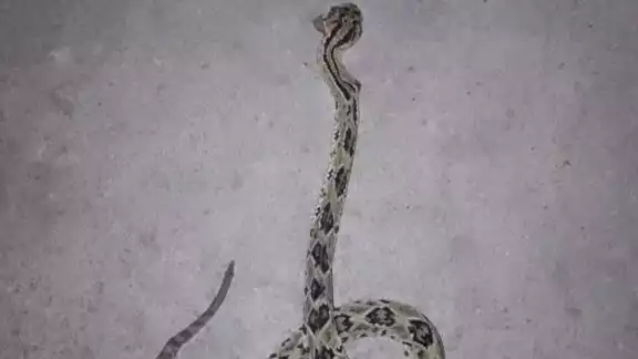 Hombre pierde la vida en hospital de Chetumal por mordida de serpiente