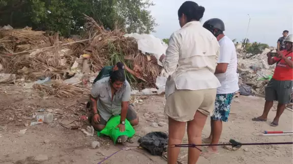 El cocodrilo paseaba por las calles de Progreso El cocodrilo paseaba por las calles de Progreso