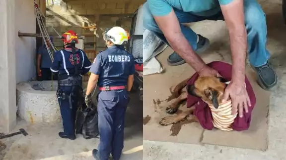 El perrito no sufrió lesiones durante el percance El perrito no sufrió lesiones durante el percance