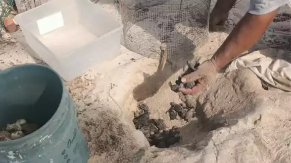Comienza la temporada 2025 en Punta Xen con el nacimiento de tortugas carey en peligro de extinción Comienza la temporada 2025 en Punta Xen con el nacimiento de tortugas carey en peligro de extinción