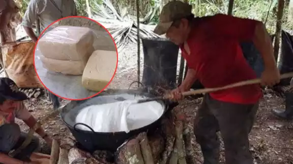 La Declaración de Protección de la Indicación Geográfica Protegida (IGP) "Chicle Maya de Quintana Roo y Campeche" fue publicada recientemente