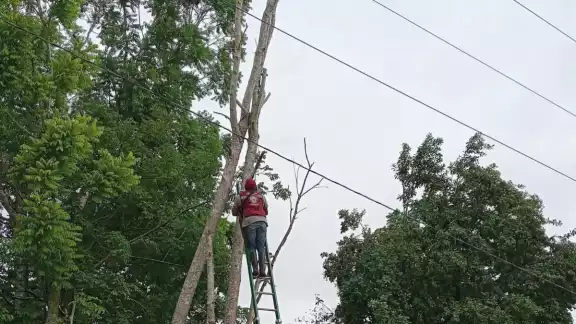Evitan apagón en Centenario: Protección Civil tala árboles que amenazaban tendido eléctrico Evitan apagón en Centenario: Protección Civil tala árboles que amenazaban tendido eléctrico