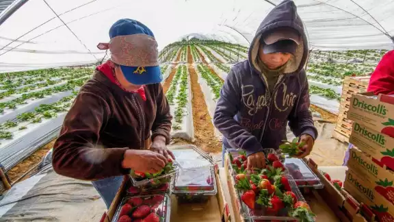 Presidenta Sheinbaum demostrará la importancia de trabajadores mexicanos para la economía de EU Presidenta Sheinbaum demostrará la importancia de trabajadores mexicanos para la economía de EU