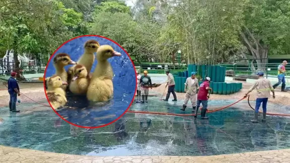 Rehabilitan estanques y refuerzan sombra para animales en el Ecoparque Carmen