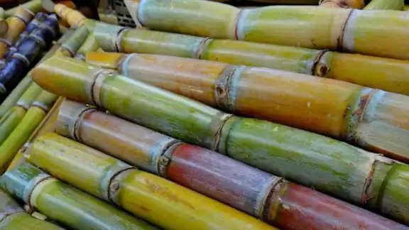 Sector cañero de Quintana Roo busca alternativas para tener mayor rendimiento en la zafra 2025-2026 Sector cañero de Quintana Roo busca alternativas para tener mayor rendimiento en la zafra 2025-2026