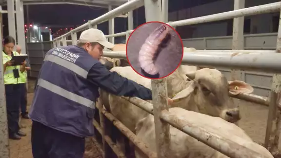 El gusano barrenador del ganado ha resurgido en Campeche y los casos han aumentado drásticamente en pocos meses.
El gusano barrenador del ganado ha resurgido en Campeche y los casos han aumentado drásticamente en pocos meses.