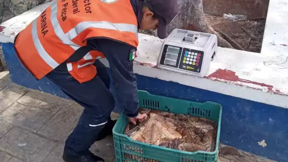 Elemento de la Marina asegura el pepino de mar en Progreso