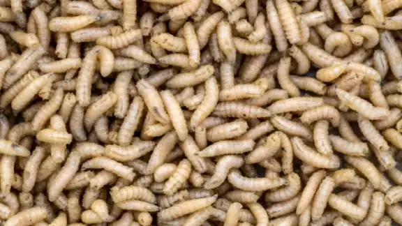 Casos de Miasis por gusano barrenador ascienden a casi 200 en Quintana Roo Casos de Miasis por gusano barrenador ascienden a casi 200 en Quintana Roo