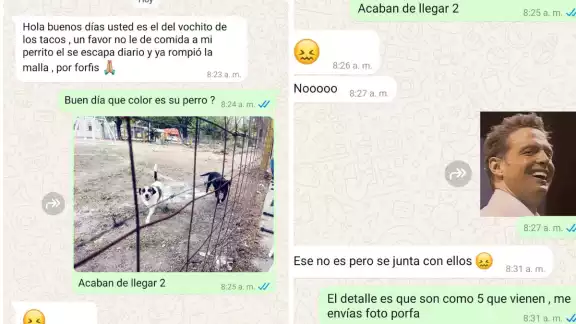 Perro se escapa para ir por los tacos