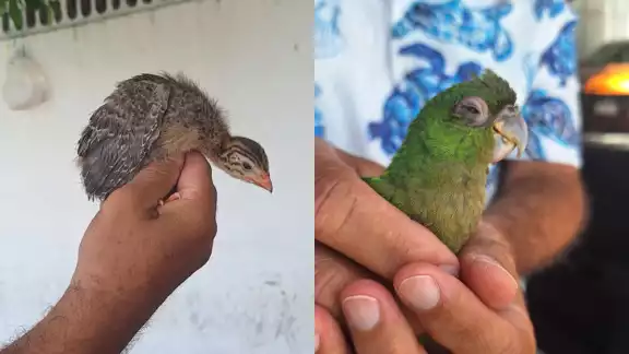 Rescatan perico y gallina de Guinea en Campeche para darles refugio y atención Rescatan perico y gallina de Guinea en Campeche para darles refugio y atención