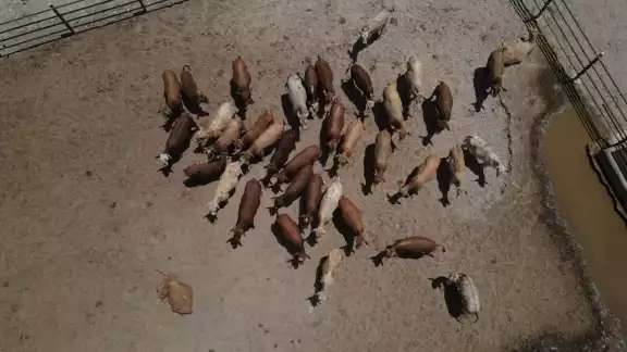 Ante la expansión del gusano barrenador, México y Estados Unidos firmaron un acuerdo para instalar en Chiapas una planta productora de moscas estériles Ante la expansión del gusano barrenador, México y Estados Unidos firmaron un acuerdo para instalar en Chiapas una planta productora de moscas estériles