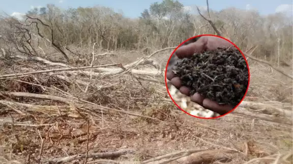 La aplicación de agroquímicos y la desforestación agresiva afectan la producción de miel en Los Chenes. La aplicación de agroquímicos y la desforestación agresiva afectan la producción de miel en Los Chenes.