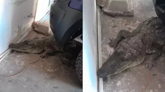 El dueño de la casa llamó a las autoridades El dueño de la casa llamó a las autoridades