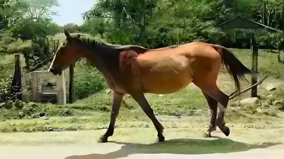 Vecinos exigen control de caballos tras daños en cultivos y predios Vecinos exigen control de caballos tras daños en cultivos y predios
