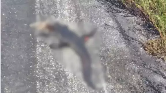 Especie protegida es arrollada en carretera Campeche–Carmen; conductores alertan sobre el incidente Especie protegida es arrollada en carretera Campeche–Carmen; conductores alertan sobre el incidente