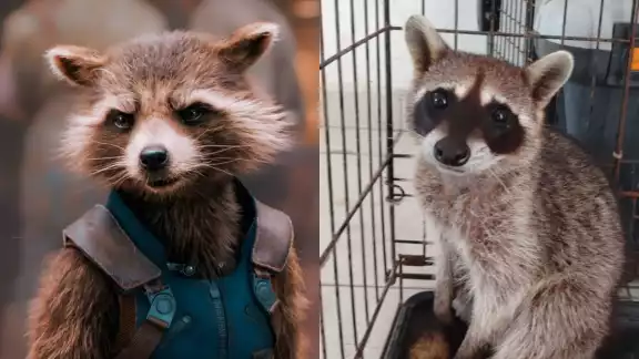 Los agentes lograron controlar la situación asegurando al ejemplar al interior de una